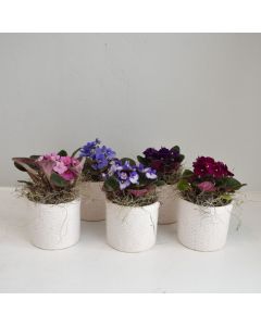 African Violet Miniature Assorted 2"