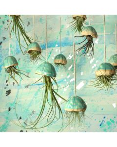 Air Plant Jellyfish Green Medium