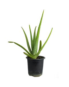 Aloe Vera 4" Medicine Plant
