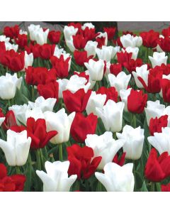 Bulb Colourful Companions Tulip Canadian Eh! 16Pk