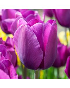 BULB Tulip Landscape Purple 20pk