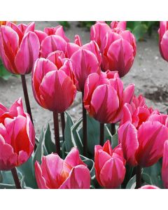 Bulb Tulip Pretty Princess 6Pk
