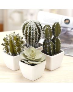 Cactus Assortment 5" Pot