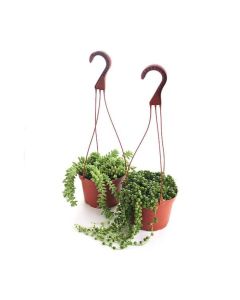 Hanging Basket Succulent 6"