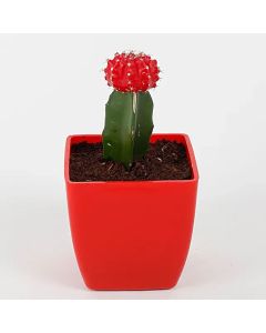 Moon Cactus 2.5" Pot