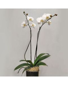 Phalaenopsis 2 Stem Asst 6"