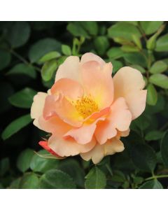 Rose Chinook Sunrise 2g Rosa