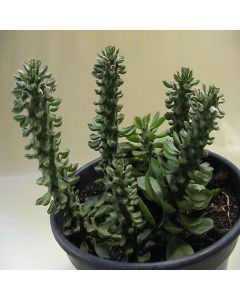 Succulent Plant Assorted 4" Monadenium Guenteri
